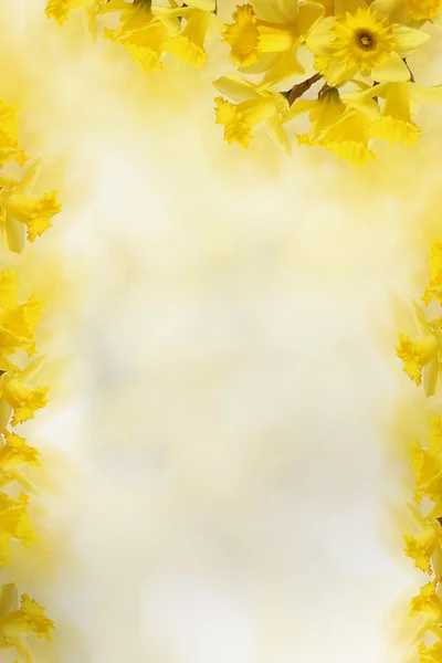 Tło z żółte żonkile, za tekst — Zdjęcie stockowe