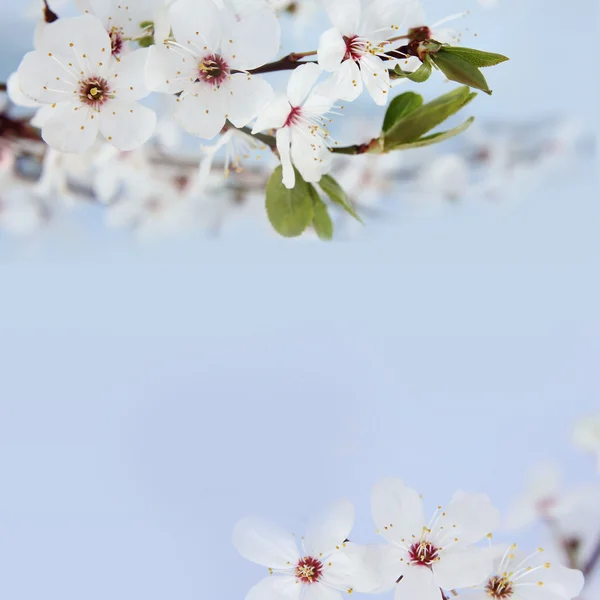 Pommier fleuri. Contexte de votre texte — Photo