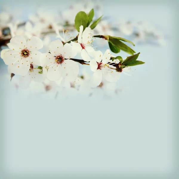 Blühender Apfelbaum — Stockfoto