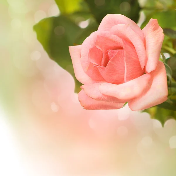 Rosas rosadas con filtro de desenfoque —  Fotos de Stock