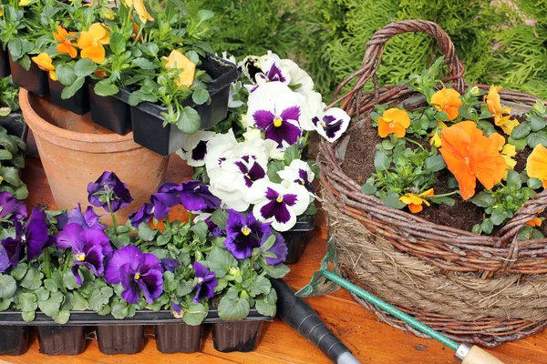 Attrezzi di giardinaggio all'aperto e fiori — Foto Stock