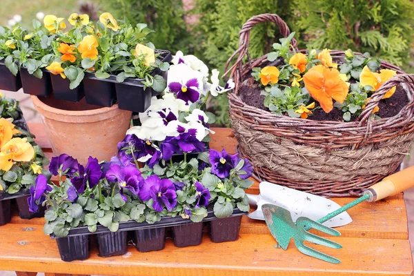 Attrezzi di giardinaggio all'aperto e fiori — Foto Stock