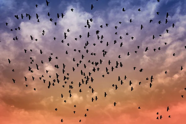 Viele Vögel fliegen in den Himmel — Stockfoto
