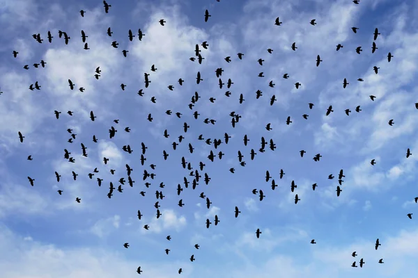 De nombreux oiseaux volent dans le ciel — Photo