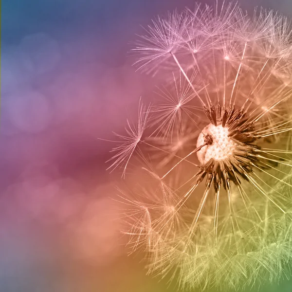 Colorfull dandelion — Stock fotografie