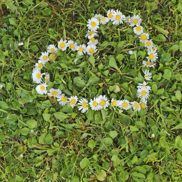 Herzform mit Gänseblümchen — Stockfoto