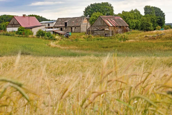 Wheat field and the old farm — Stock Photo, Image