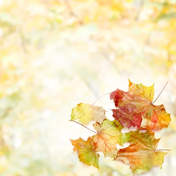 Beyaz arka plan üzerinde kenarlık çerçeve renkli sonbahar yaprakları — Stok fotoğraf
