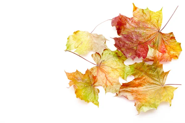 Cornice bordo di foglie autunnali colorate su sfondo bianco — Foto Stock