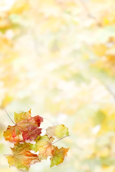Rahmen aus bunten Herbstblättern auf weißem Hintergrund — Stockfoto