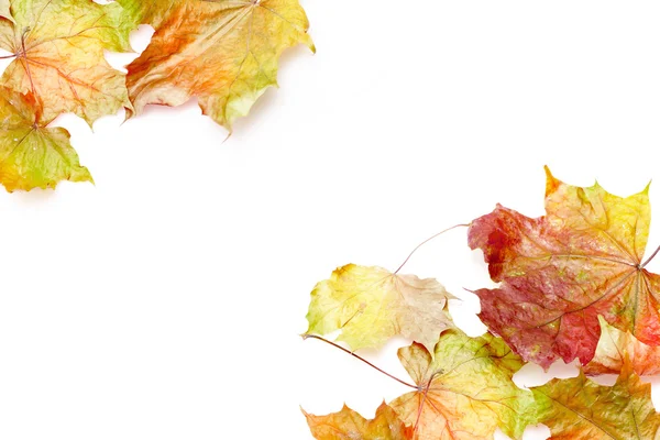 Bordure de feuilles d'automne colorées sur fond blanc — Photo