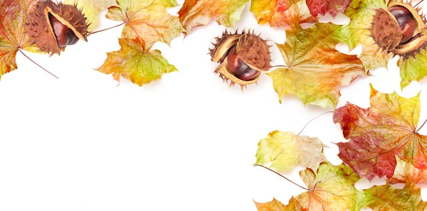 Quadro de borda de folhas de outono coloridas e castanha no bac branco — Fotografia de Stock