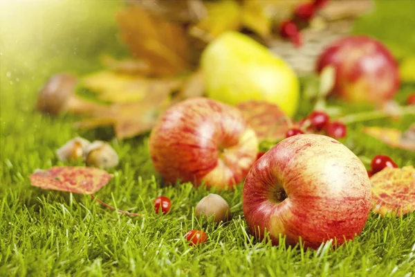 Herbsternte im Garten. Äpfel und andere Früchte des Herbstes — Stockfoto