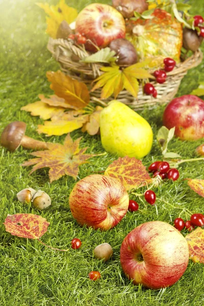 Cosecha de otoño en el jardín. Manzanas y otras frutas del otoño — Foto de Stock