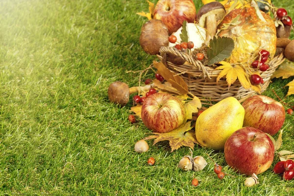 Cosecha de otoño en el jardín. Manzanas y otras frutas del otoño — Foto de Stock