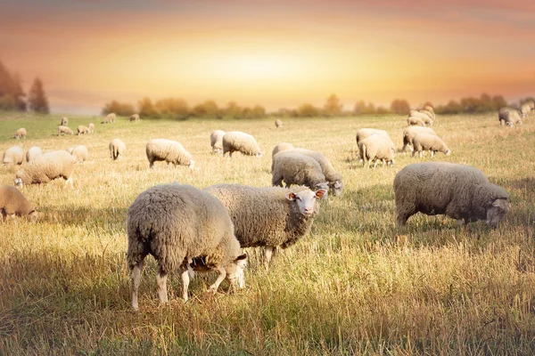 Flock of sheep grazing in a hill at sunset. — Stock Photo, Image