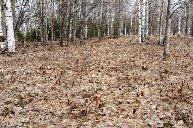 Sibirya çuha çiçeği (Erythronium sibiricum kandyk olduğunu)