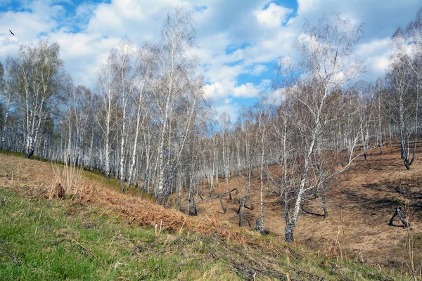 봄 백 화 나무숲 — 스톡 사진
