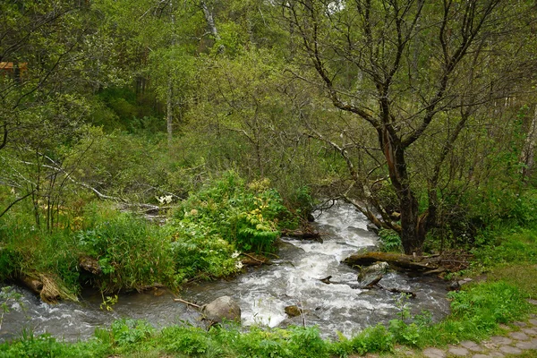 Nehrin Kamyshla Altay dağlarında — Stok fotoğraf