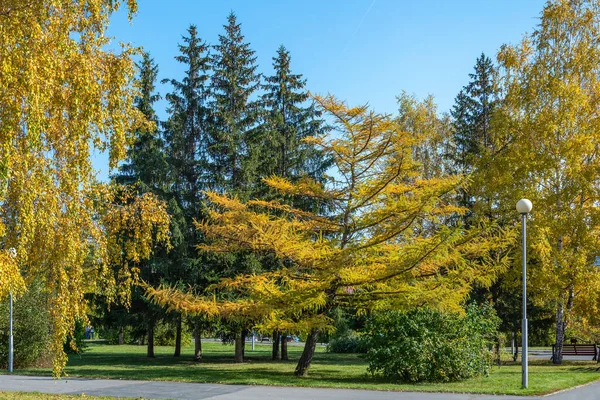 Parque Ciudad Pintoresco Paisaje Otoñal —  Fotos de Stock