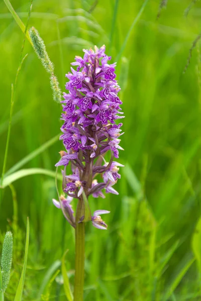 Jatryshnik Orkidé Delikat Blomstã Llning Bakgrunden Grã Äng Familj Orkidéer — Stockfoto