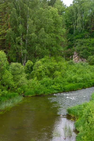 Pequeño Bosque Río Alchedat Región Kemerovo Kuzbass —  Fotos de Stock