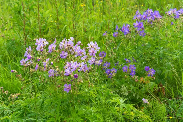 Çiçekli Çayır Sardunya Çalıları Geranium Pratense Batı Sibirya Kuzbas — Stok fotoğraf