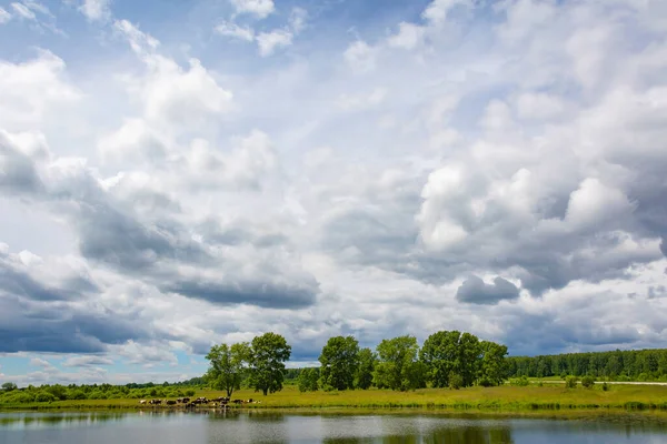 Herd Cows Shore Pond Village Aprelka Kemerovo Region Kuzbass — Stock Photo, Image