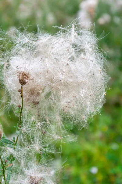 Devamlı Bitkilerin Kabarık Tohumları Thistle Cirsium Arvense — Stok fotoğraf