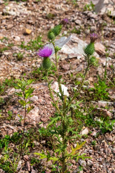 Blooming Bodyak Bush Cirsium Banal Abandoned Marble Quarry — Stock Photo, Image