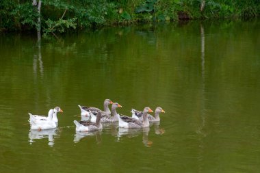  Beyaz ve gri evcil kaz sürüsü pitoresk bir gölette yüzer.