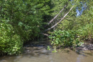Küçük Taiga nehri Baranovka, Kemerovo bölgesi-Kuzbass üzerinde Belokapytnik çalılıkları