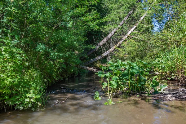 Küçük Taiga nehri Baranovka, Kemerovo bölgesi-Kuzbass üzerinde Belokapytnik çalılıkları