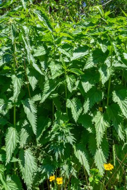 Isırgan otlarının bereketli çalıları, parlak güneş ışığı altında diyonik.