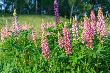 Bir huş ağacının kenarındaki renkli lupinlerin gür çalılıkları, Lupinus.