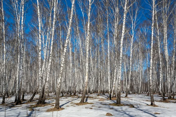 Březový Háj Slunečného Dne Začátku Jara Sibiři Region Kemerovo Kuzbass — Stock fotografie