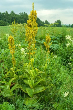 Lobel 'in yalıçapkını, Veratrum lobelianum, yemyeşil çalı, Batı Sibirya