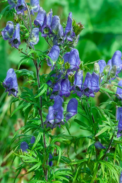 Πλούσια Ανθοφορία Aconite Bush Aconitum Soongaricum Αρχές Φθινοπώρου — Φωτογραφία Αρχείου