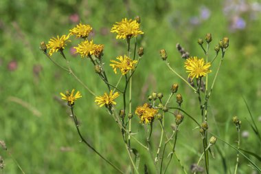 Terk edilmiş bir mermer ocağında, tuzlu çalı, tragopogon.