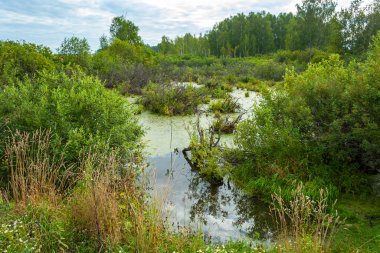 Batı Sibirya 'da yaz sonlarında küçük resimli bir bataklık.