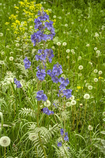 Delicate Flowers Sinyukha Blue Polemonium Caeruleum Western Siberia Kuzbass — Stock Photo, Image