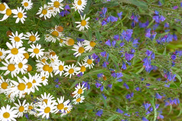 Beautiful Combination White Flowering Chamomile Blue Prickly Wild Grass Meadow — Stock Photo, Image