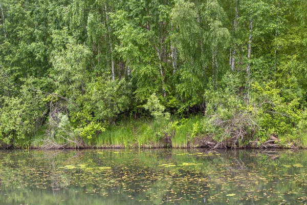 Björktäckt Strand Den Lilla Floden Ekitage Regionen Kemerovo Kuzbass — Stockfoto