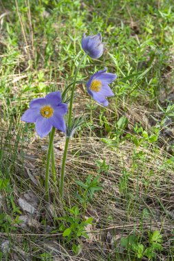 Pasqueflower ya da uyku çimi (Pulsatilla patens) Batı Sibirya 'daki bir bahar çuha çiçeğidir.