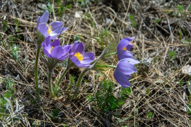 Pasqueflower ya da uyku çimi (Pulsatilla patens) Batı Sibirya 'daki bir bahar çuha çiçeğidir.