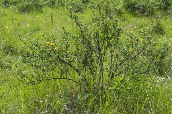 Dasiphora Shrubby Dasiphora Fruticosa Floden Ekitags Flodslätt Regionen Kemerovo Kuzbass — Stockfoto