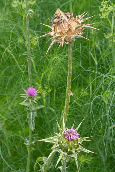 Blommor Och Frökapslar Vilda Växter Mjölk Tistel Silybum Marianum — Stockfoto