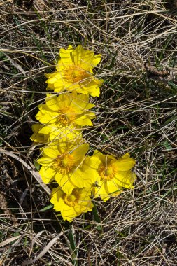 Parlak, sarı, gür çalı Adonis baharı, ya da Goritsvet, ya da Goritsvet baharı