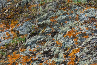  Kıyı kayalıkları çeşitli lichens ve genç bahar bitkileriyle kaplıdır.