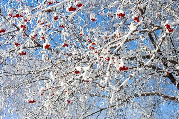 Bright Red Clusters Mountain Ash Snow Caps Blue Sky — Stock Photo, Image